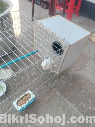 ভি পাইড ককাটেল পাখি